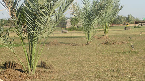 کاشت 32 درخت نخل به یاد شهدای دریانورد سانچی در بندر شهید رجایی