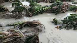 33 هزار هکتار اراضی کشاورزی را سیلاب بلعید/خسارت‌ به زمین زراعی جبران ناپذیر است