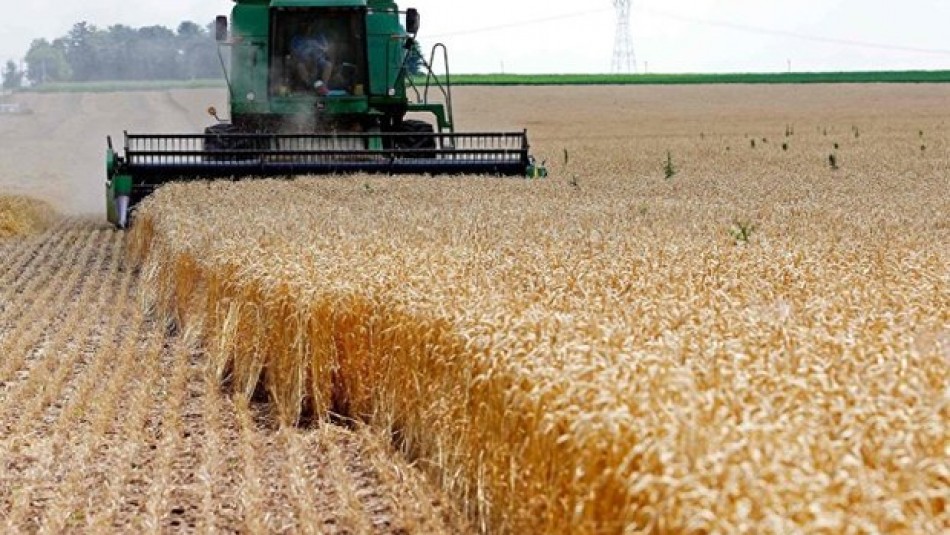 پیش بینی خرید ١٠.۵ میلیوتن گندم در سال زراعی جاری