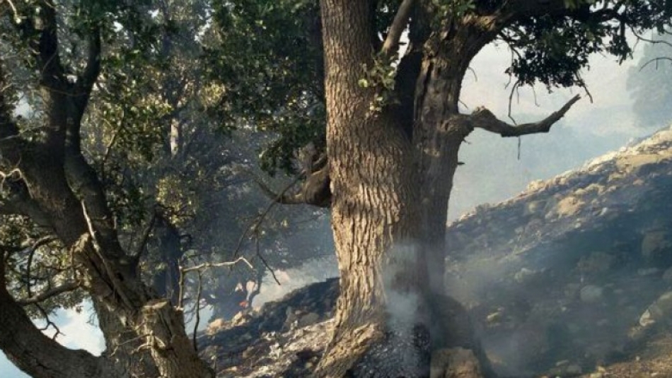 آتش سوزی منطقه حفاظت شده «خاییز» مهار شد