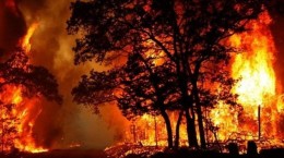 جنگل‌های ماهور باشت در شعله‌های آتش می‌سوزد