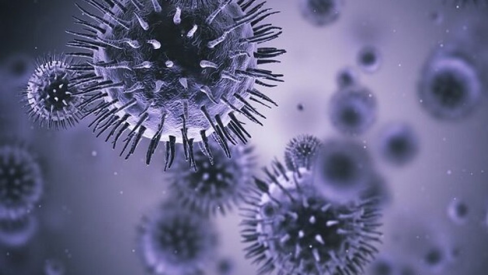 کرونا ویروس در حیوانات اهلی مورد تغذیه انسان مشاهده نشده است