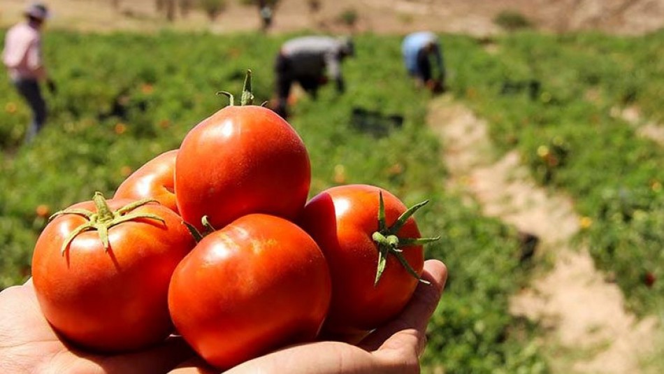 برداشت گوجه فرنگی از زمین‌ های کشاورزی پارسیان