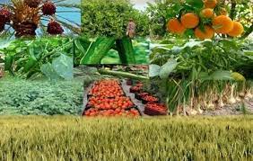 زنجیره کشاورزی دانش محور در مازندران تقویت می شود