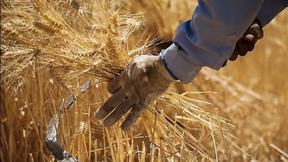 خرید تضمینی گندم در خوزستان