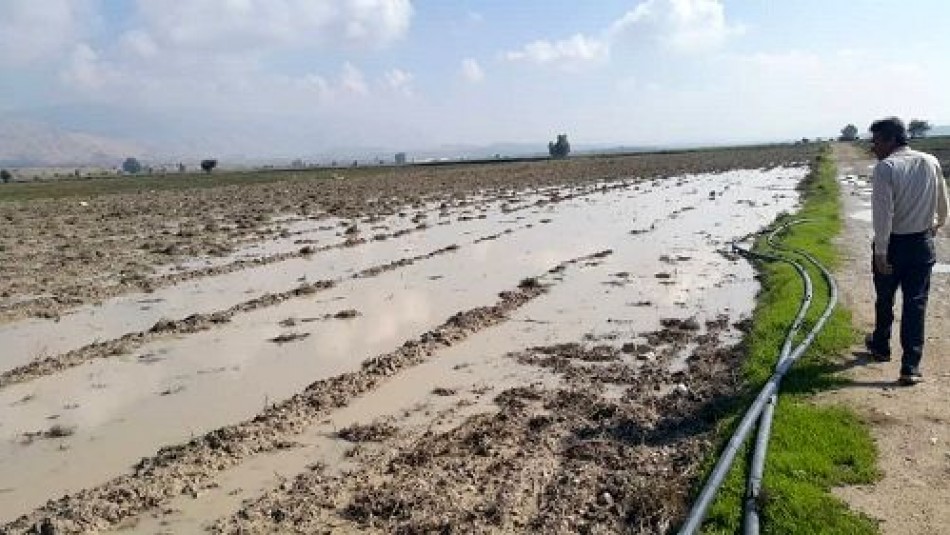 خسارت بارندگی‌های مونسون به بخش کشاورزی و دامپروری خوزستان