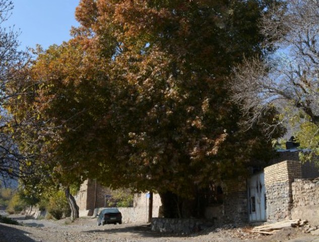 ثبت دو درخت کهن‌سال روستای ابرسج استان سمنان در فهرست میراث طبیعی ملی