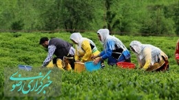 برداشت چین سوم برگ سبز چای از باغات گیلان