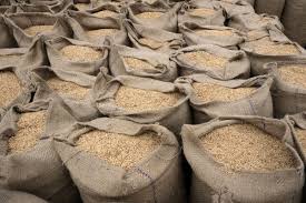 خرید بیش از 130 تن برنج پرمحصول در مازندران